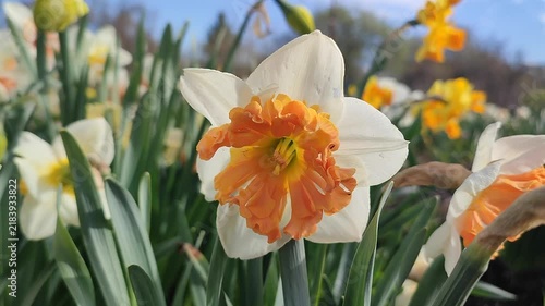 Blooming daffodil flower on sunny spring day with blue sky. Narcissus flower close-up. Blossomed flower with white orange petals, yellow stamens, green leaves growing in ground. Natural background