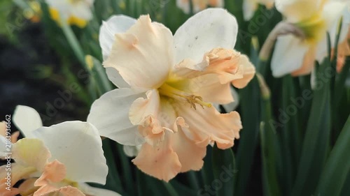 Blooming daffodil flower on spring day. Blooming narcissus flower close-up. Blossomed multi-colored flower with petals, stamens and green leaves growing in ground. Natural background