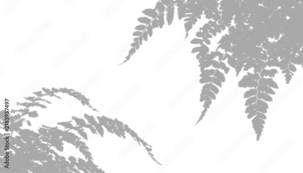Obraz premium Fern leaf shadow isolated on transparent background
