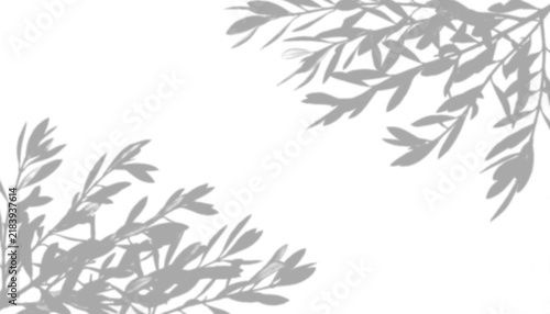 Shadow of olive tree branches isolated on transparent background