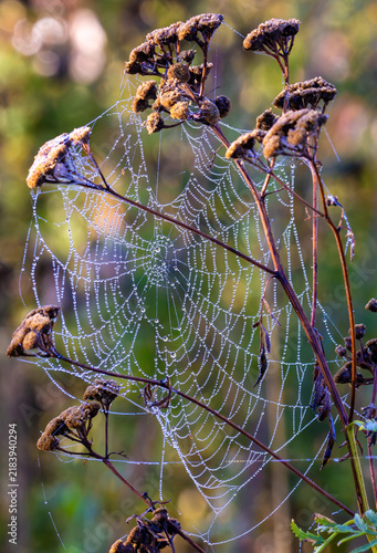 An intricate orb-weaver spider web covered in sparkling morning dew drops. Close-up with an orb web shimmering with thousands of tiny morning dew drops
