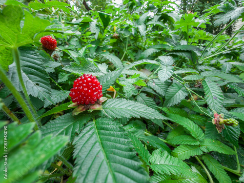 Strawberry raspberry and Tibetan roseleaf raspberry Rubus illecebrosus macro on lush green foliage