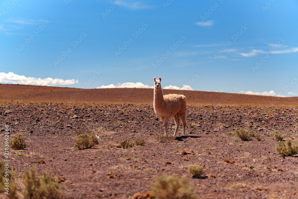 Fototapeta premium Llama en el desierto de Atacama, Chile