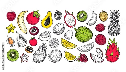 Colorful Hand Drawn Tropical Fruit Illustration.
