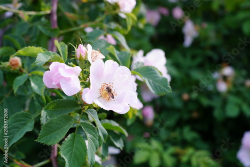 A bee collects nectar from a wild rose.