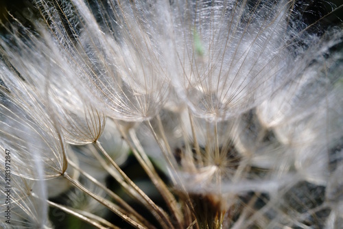 Fluffy dandelion in close-up. Macro photography.