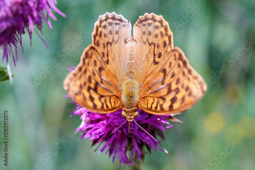 A mother-of-pearl butterfly on a wildflower. Insects in nature.