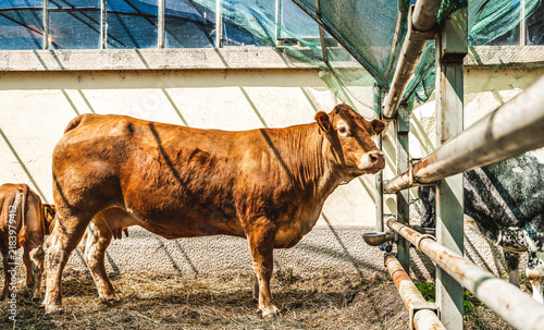 Quadro su tela Side view of a brown cow standing in barn at farm