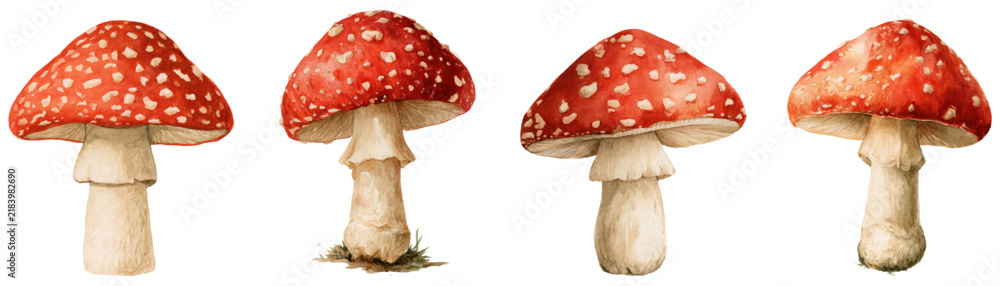 Obraz premium Amanita muscaria fly agaric mushroom collection with red cap and white spots, representing autumn season, danger, folklore, and fantasy, isolated on a white background