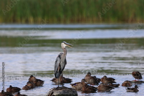 Obraz na plátně great blue heron ardea cinerea