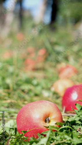 Farm-grown apples. Apples in the garden.