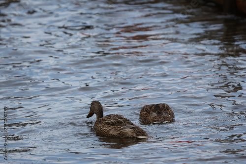 Obraz na płótnie duck and ducklings