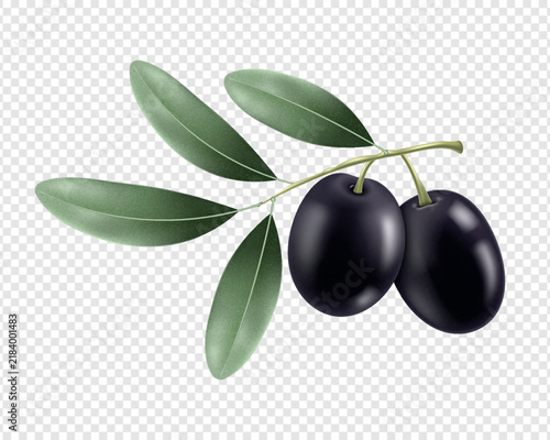 Realistic glossy black olive branch and leaves isolated on transparent background.