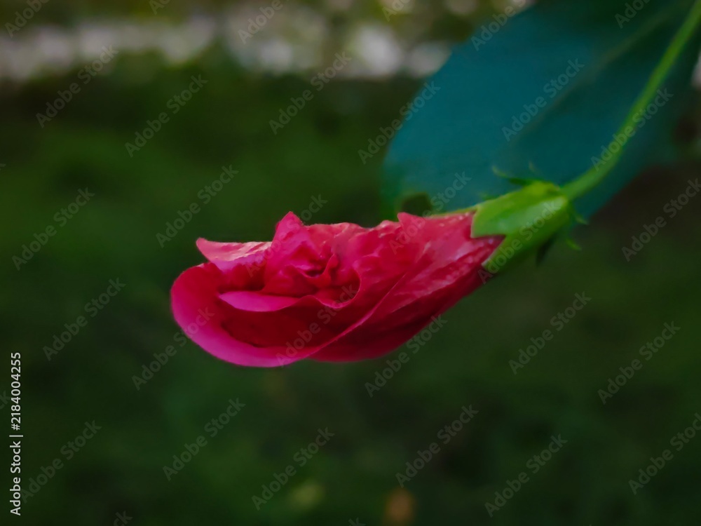 Fototapeta premium red rose with water drops