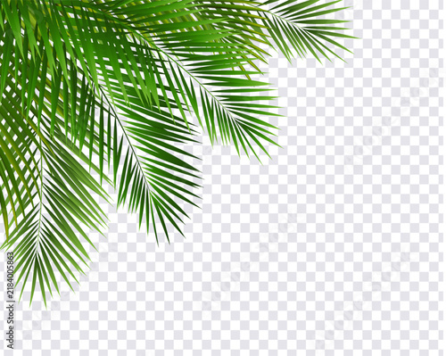 Palm Tree Border Isolated Transparent Background
