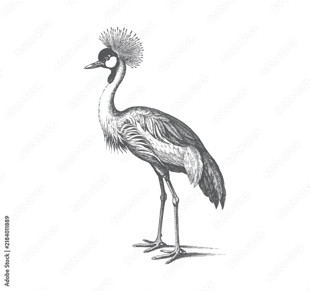 Obraz premium Black and white crowned crane standing in vintage engraved line art. 
