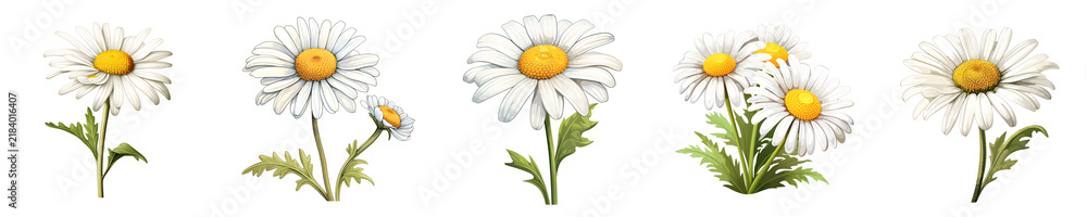 Fototapeta premium Arrangement of several detailed daisy blooms with green stems and leaves on a black background