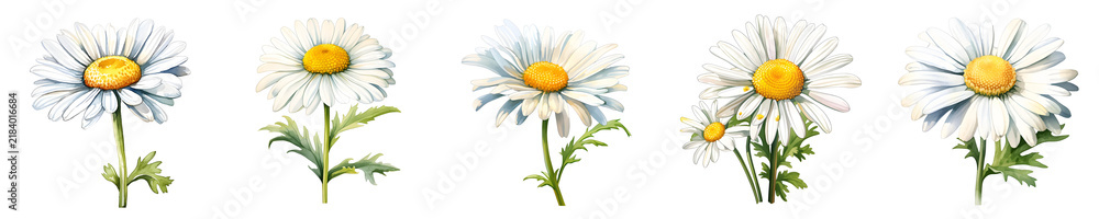 Fototapeta premium Daisy flowers isolated on black background in watercolor style illustration