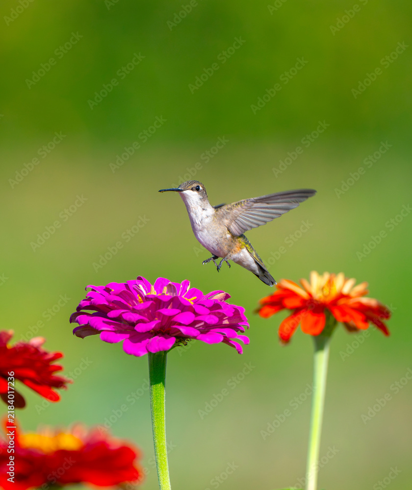 Fototapeta premium close up on flying ruby throated hummingbird above flower