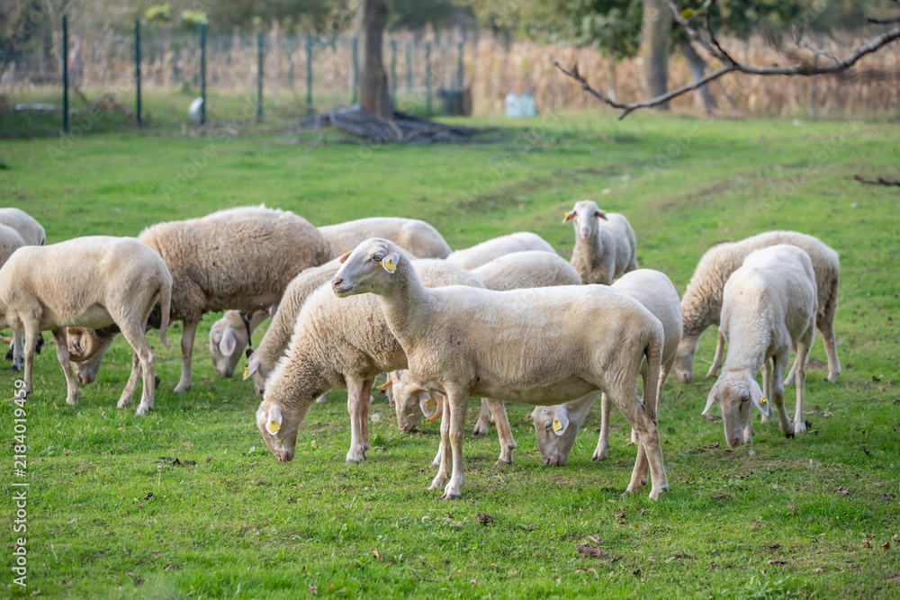 Fototapeta premium grazing sheep