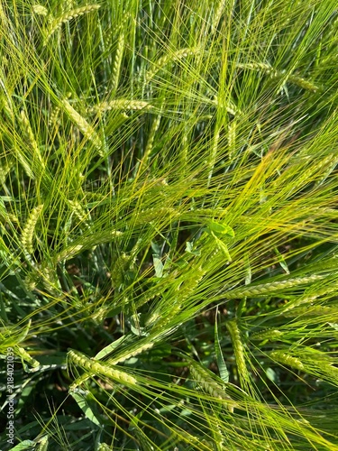 Obraz na plátně Green barley field with detailed long awns