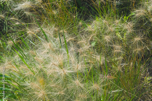 Golden Grass Swaying in Light