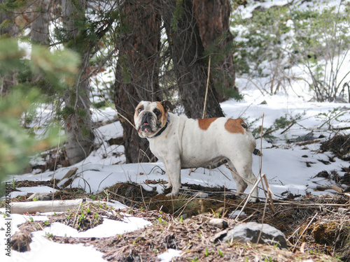 Foto Bulldog in the forest looking around for her playmate