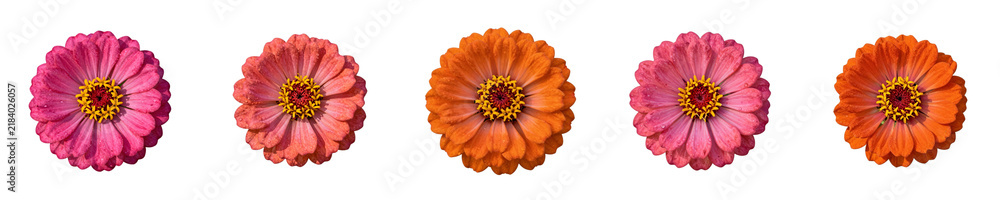 Row of colorful zinnia flowers with dew drops isolated on black background in horizontal format