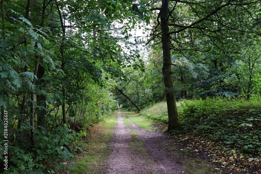 Fototapeta premium Hærvejen near Viborg forest path