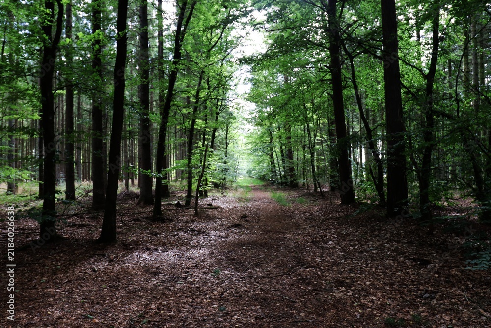 Fototapeta premium Hærvejen near Viborg forest trail