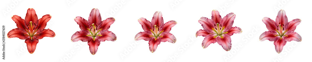 Fototapeta premium Blooming lilies in an array showcase the beauty of nature against a black backdrop