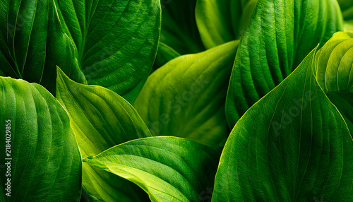 Green leaves background