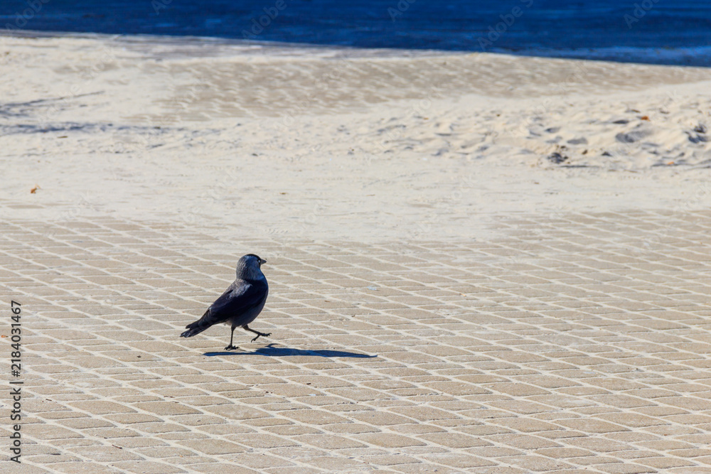 Obraz premium Western jackdaw (Coloeus monedula) walking on a pavement near a sandy beach