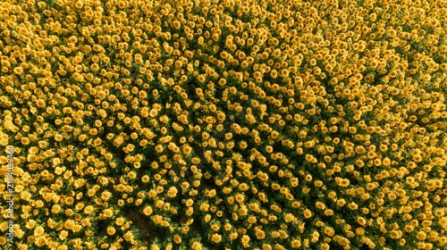 Overhead view of a dense field of yellow flowers in bright sunlight