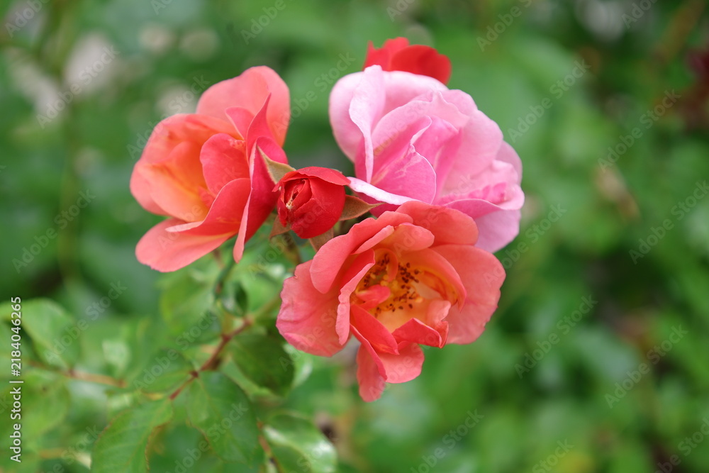 Obraz premium flowers