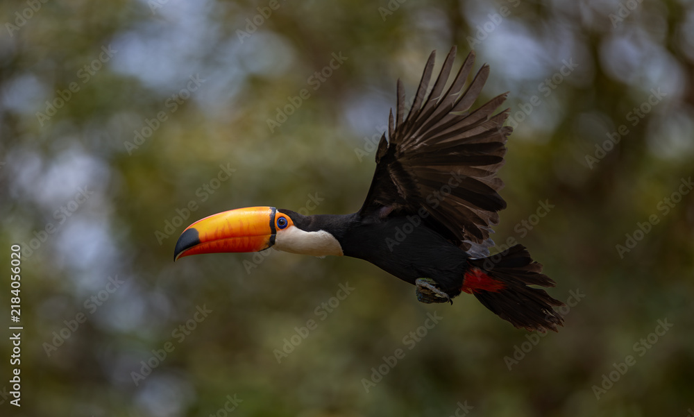 Obraz premium A toucan in the Pantanal, Brazil