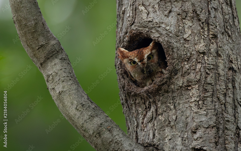 Obraz premium A screech owl in a tree