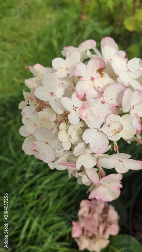Hydrangea paniculata flower clusters in cream, white, and soft pink shades. 
