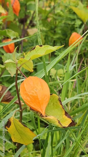 Chinese lantern (Physalis alkekengi) displaying its characteristic lantern-like fruit coverings among green foliage. 