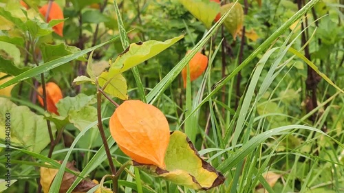 Chinese lantern plant (Physalis alkekengi) with orange lantern-shaped fruiting husks. 