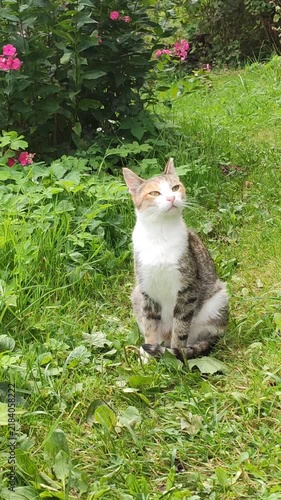 A striped grey-and-white cat sits quietly on green grass. The simple outdoor scene highlights the animal's natural markings and attentive expression.