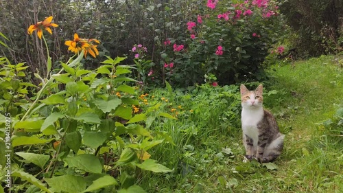 A grey-and-white tabby cat sits on a grassy lawn outdoors. A relaxed domestic cat surrounded by greenery.