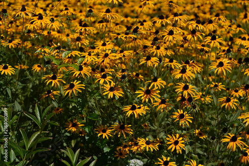 Foto yellow flowers in the garden