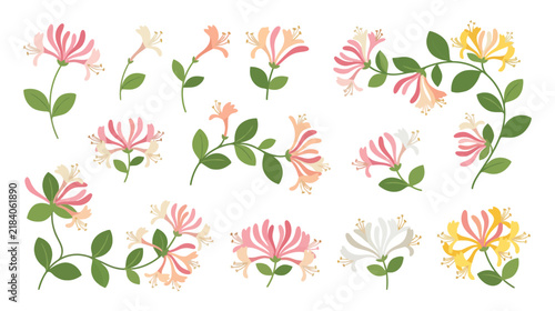 Collection of Delicate Honeysuckle Flowers and Branches, Isolated