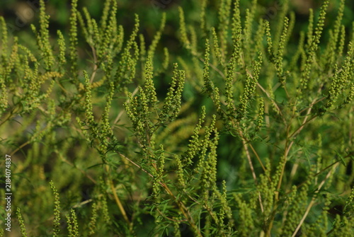 Ambrosia artemisiifolia