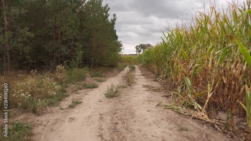 Corn grows in a field near the forest