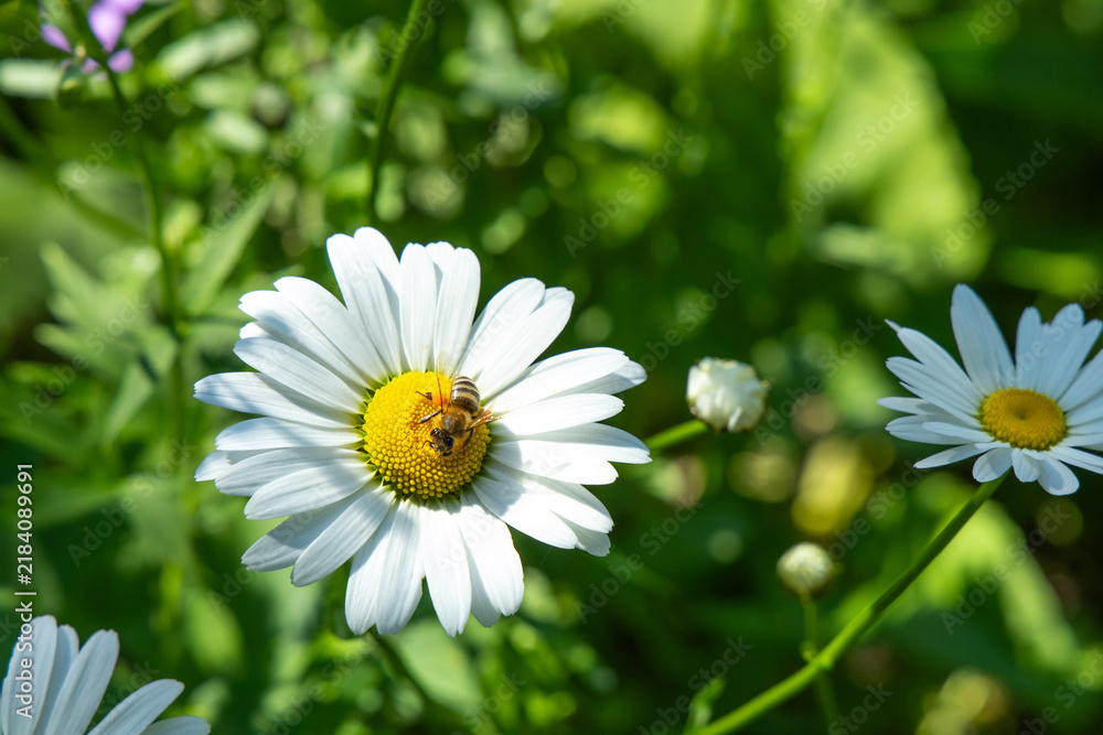Fototapeta premium Bees collect nectar from flowers in a garden during a sunny day in spring