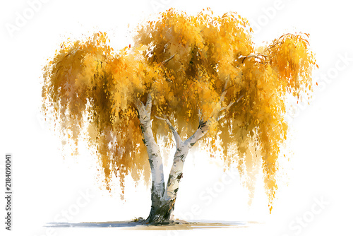 Beautiful weeping birch tree with vibrant golden autumn leaves isolated on transparent background