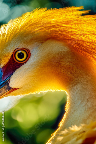 A detailed view of a bird's distinctive beak, perfect for nature and wildlife scenes. vertical frame