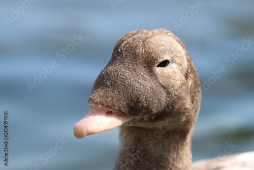Portrait of a Spectacled Eider Duck (Somateria fischeri)